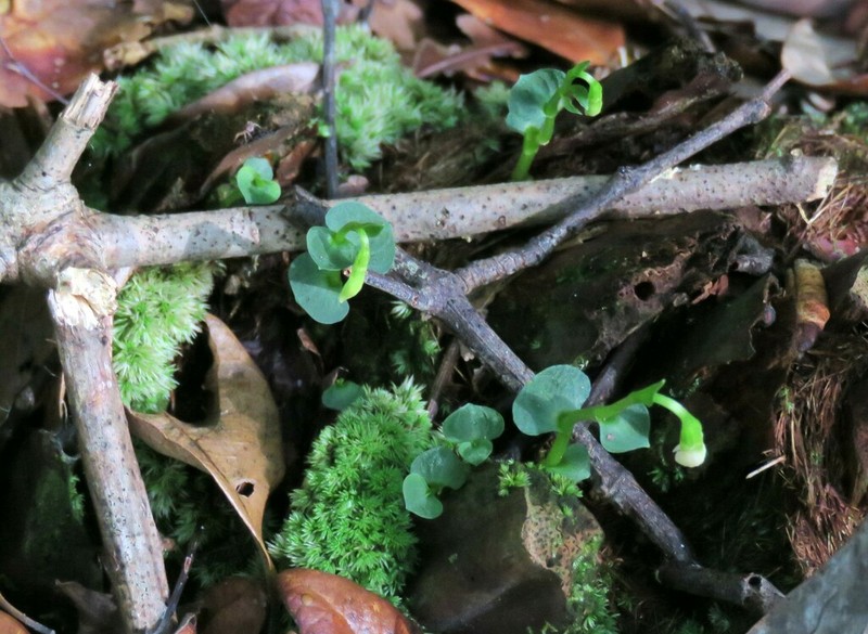 Broadleaf Noddingcaps photo 6