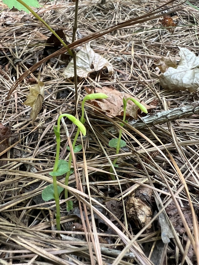 Broadleaf Noddingcaps photo 7