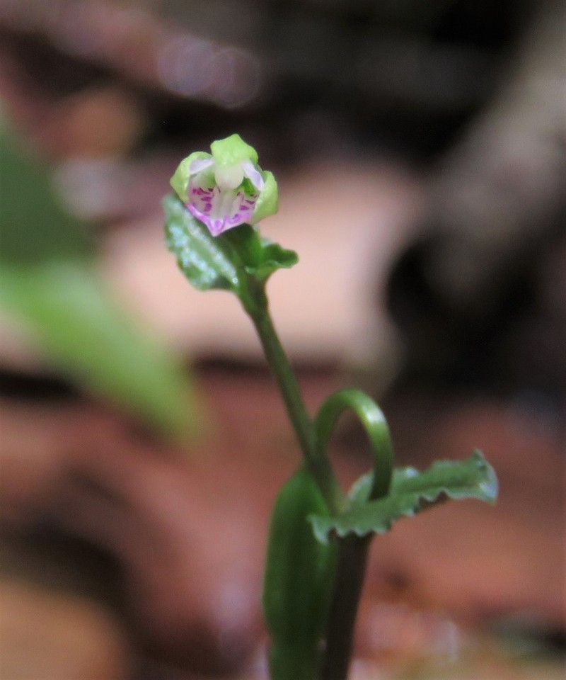 Craighead's Noddingcaps photo 2