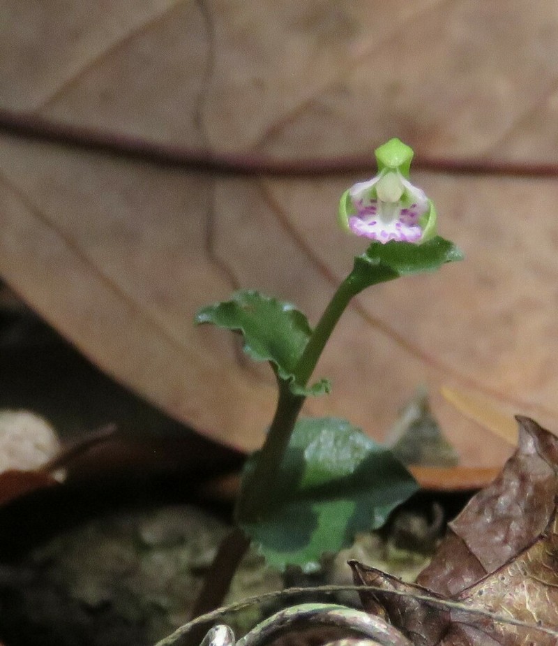 Craighead's Noddingcaps photo 3