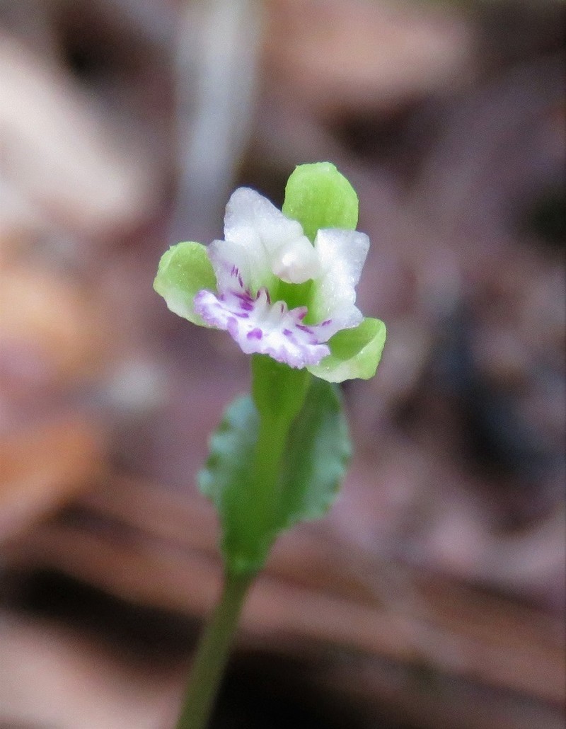 Craighead's Noddingcaps photo 4