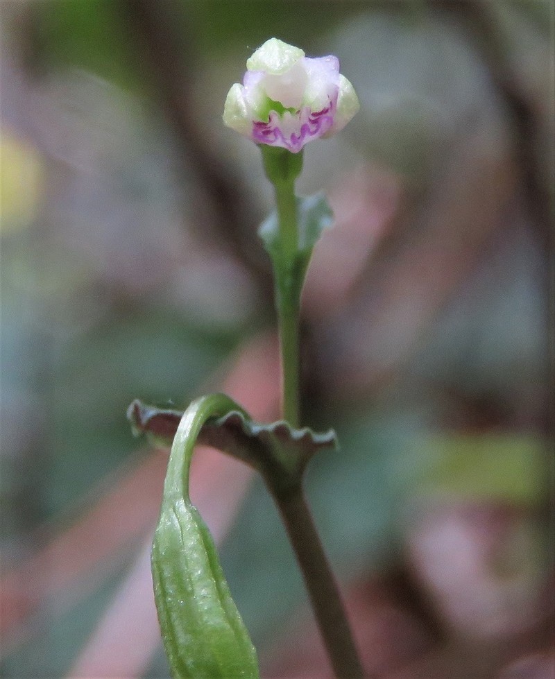 Craighead's Noddingcaps photo 5