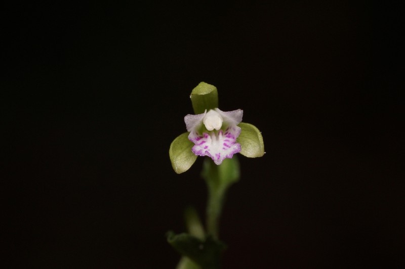 Craighead's Noddingcaps photo 6