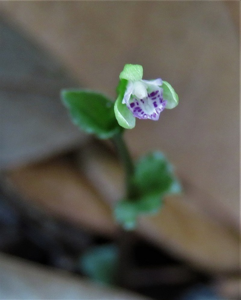 Craighead's Noddingcaps photo 7