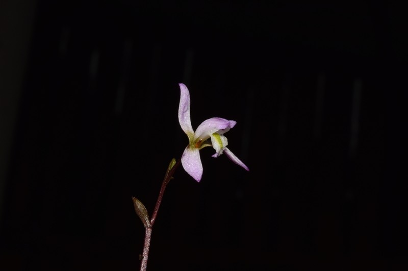 Triphora gallegosii