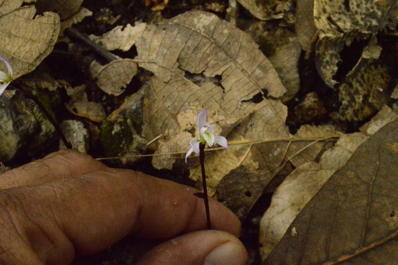 Triphora gallegosii photo 3