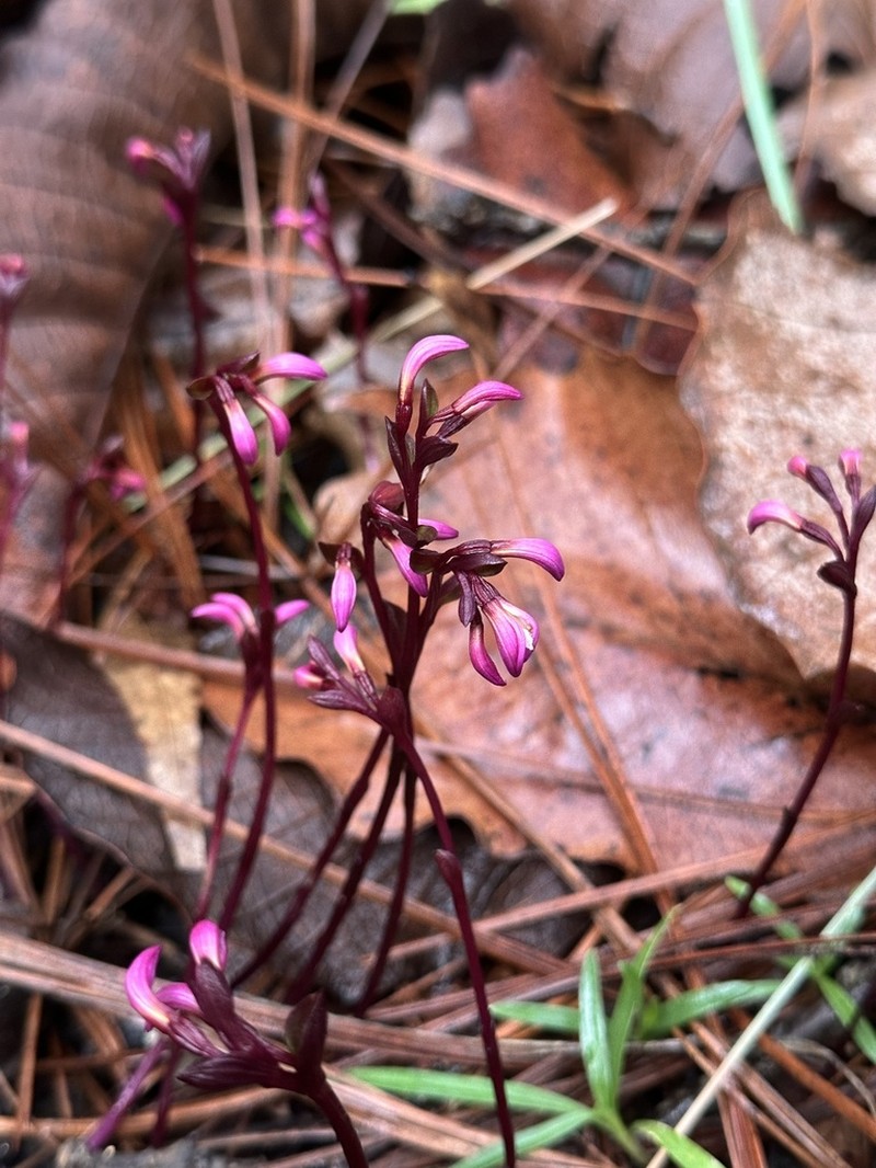 Triphora gallegosii photo 4