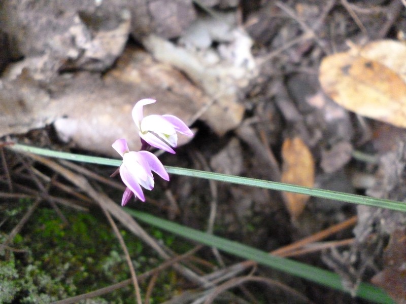 Triphora gallegosii photo 5