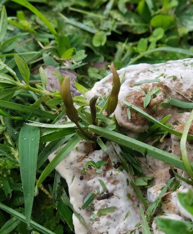 Gentian Noddingcaps
