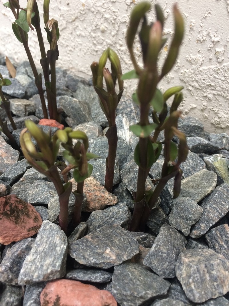 Gentian Noddingcaps photo 2