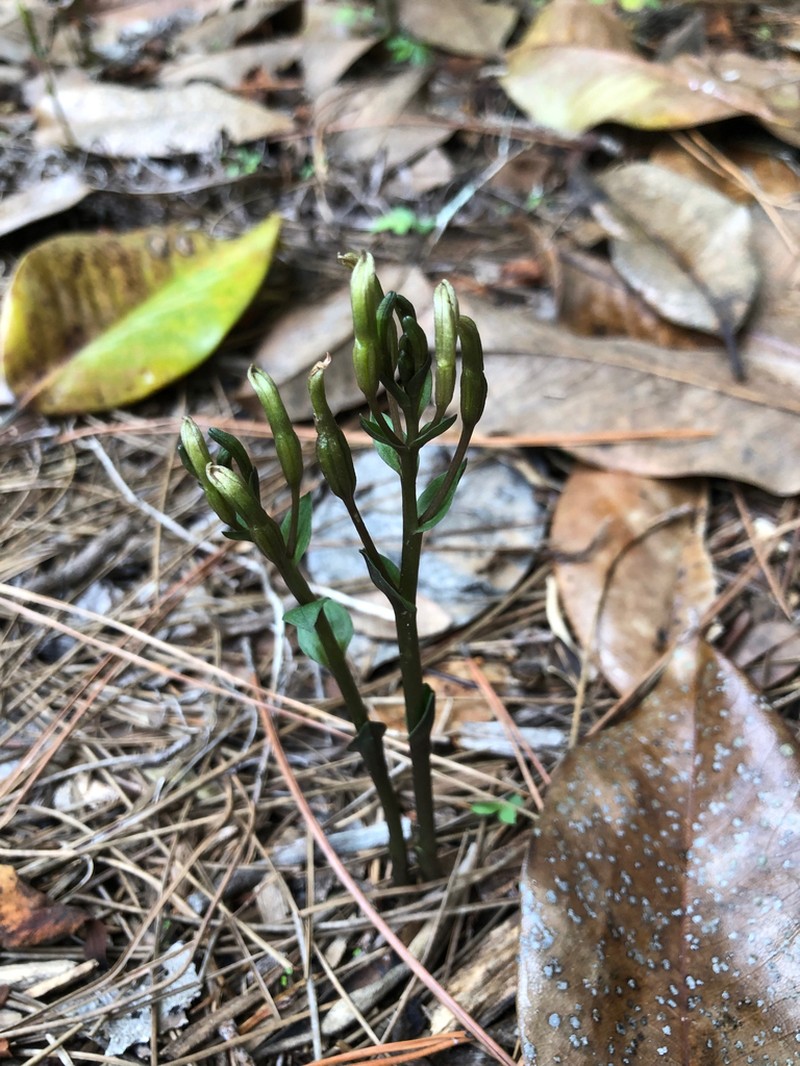 Gentian Noddingcaps photo 3