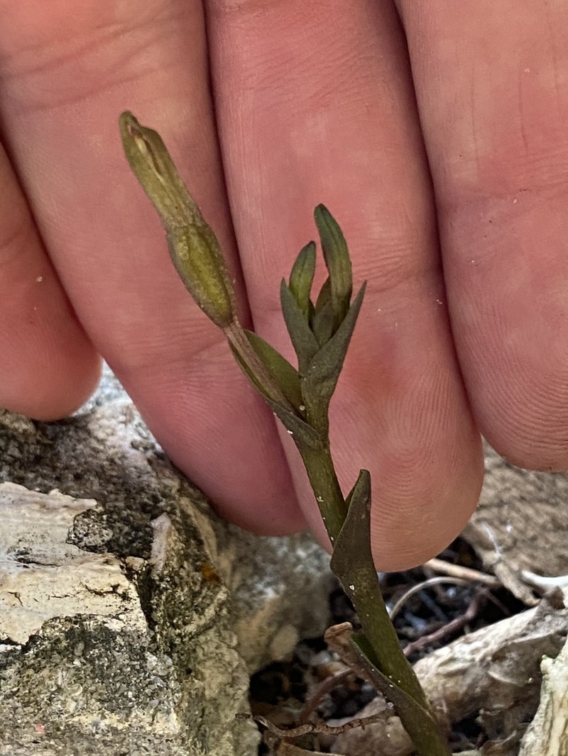 Gentian Noddingcaps photo 7