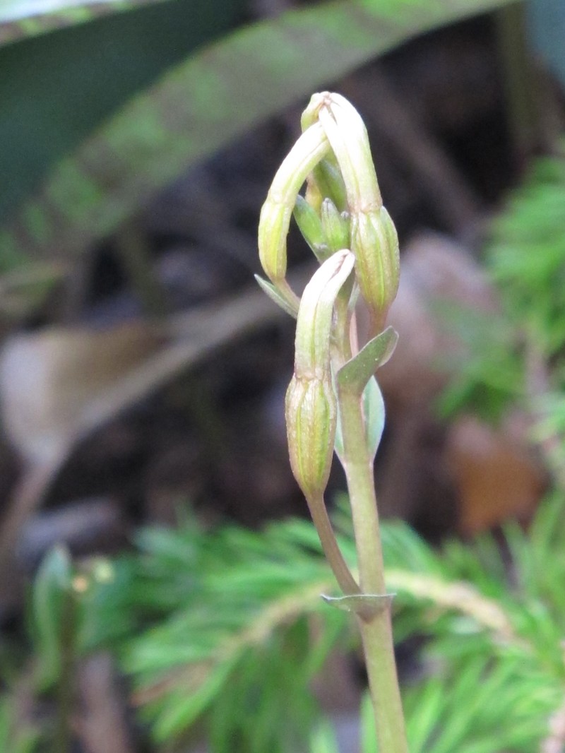Gentian Noddingcaps