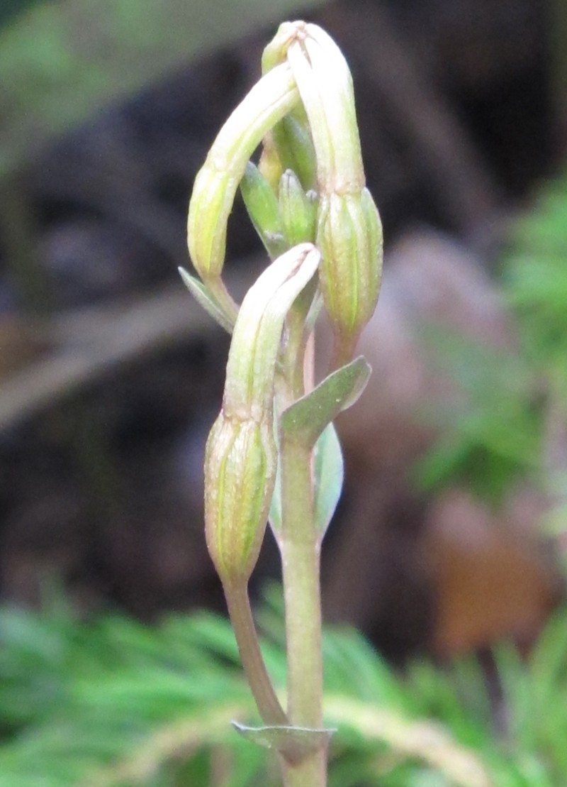 Gentian Noddingcaps photo 2