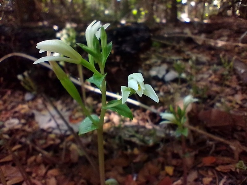 Hassler's Noddingcaps