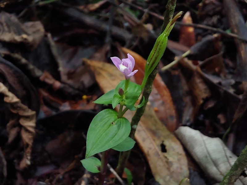 Hernando County Noddingcaps