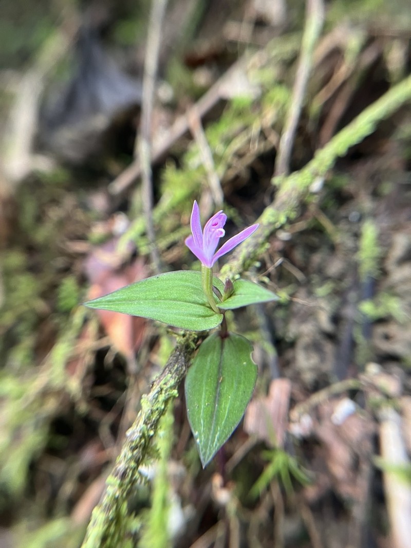 Hernando County Noddingcaps photo 2