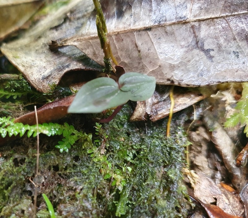 Hernando County Noddingcaps photo 5