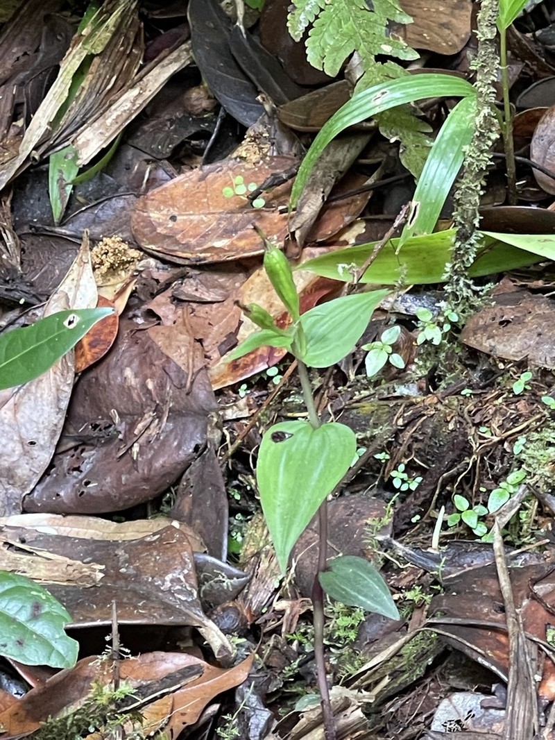 Hernando County Noddingcaps photo 7