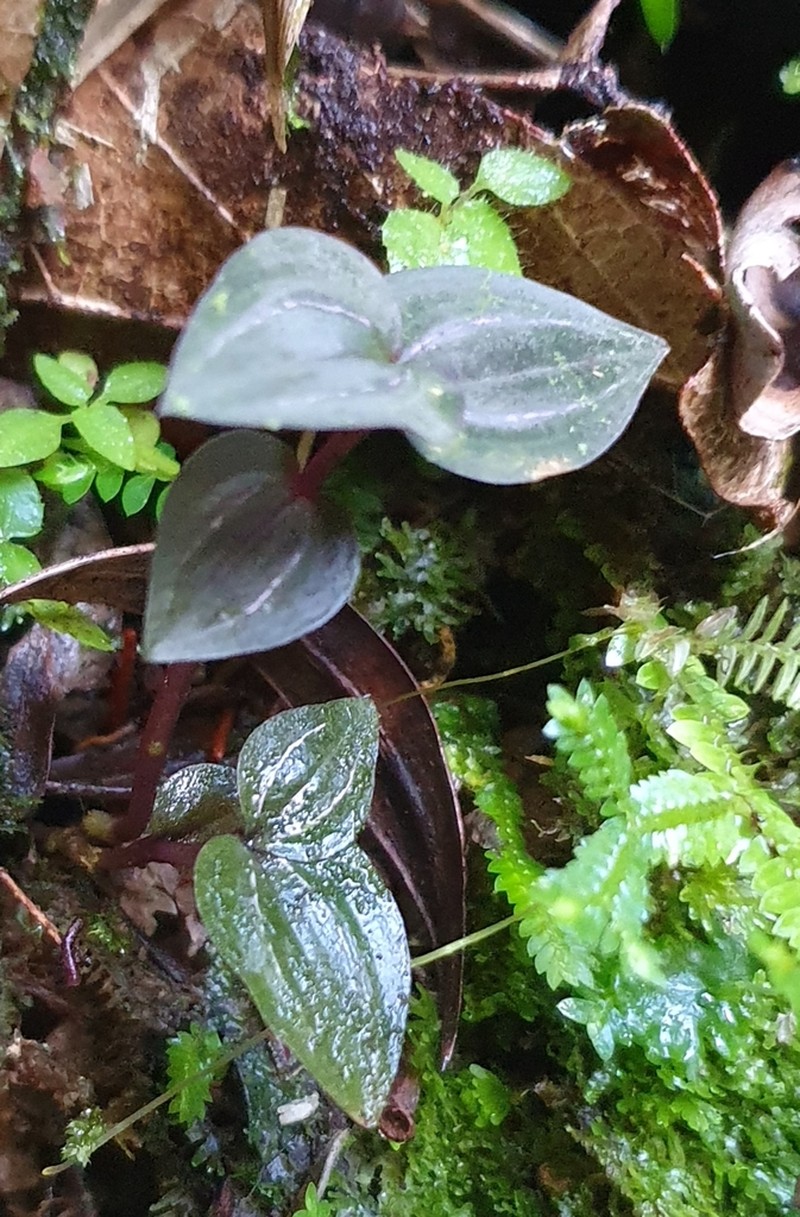 Hernando County Noddingcaps photo 8