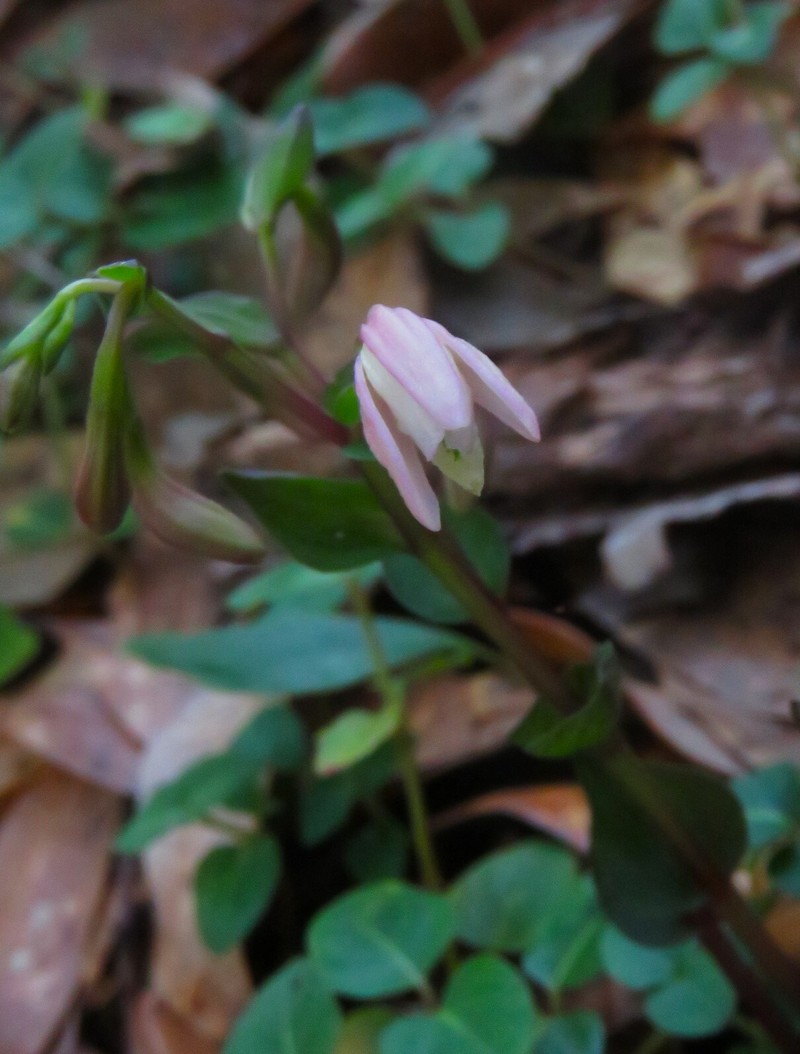 Triphora trianthophoros subsp. trianthophoros