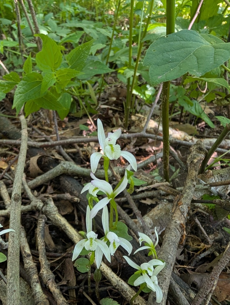 Triphora trianthophoros subsp. trianthophoros photo 2