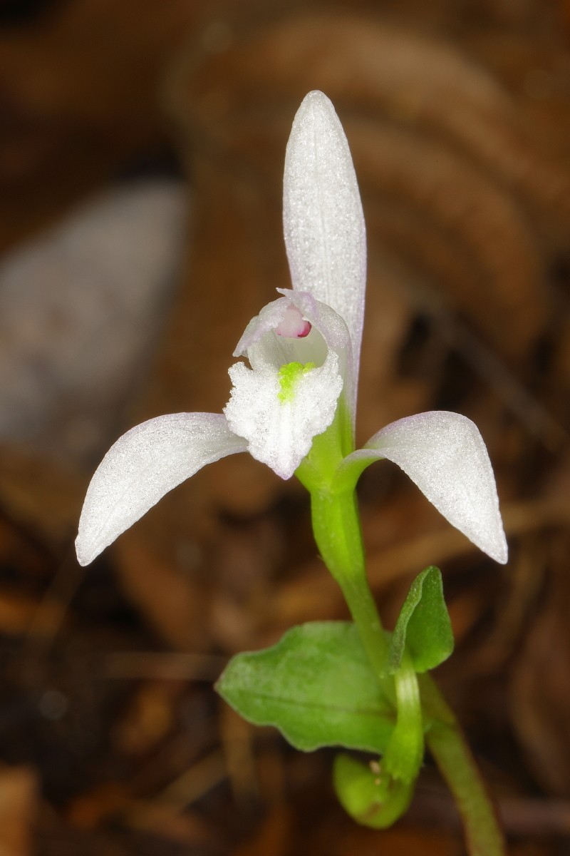 Triphora trianthophoros subsp. trianthophoros photo 3