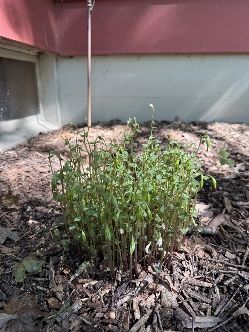 Triphora trianthophoros subsp. trianthophoros photo 6