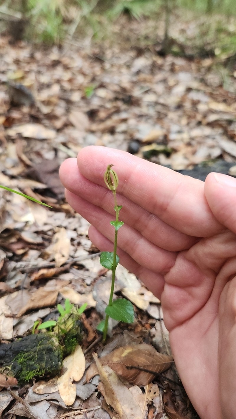 Yucatan Noddingcaps