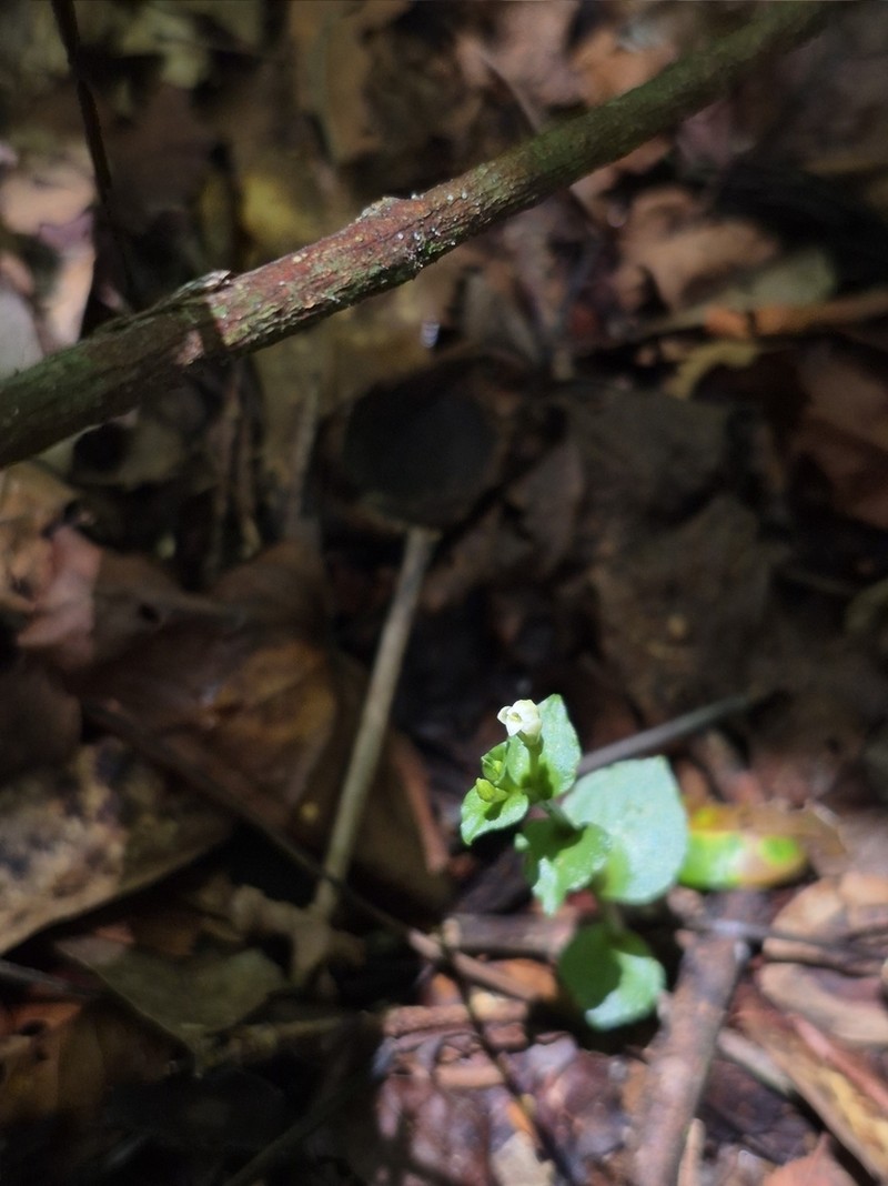 Yucatan Noddingcaps photo 2
