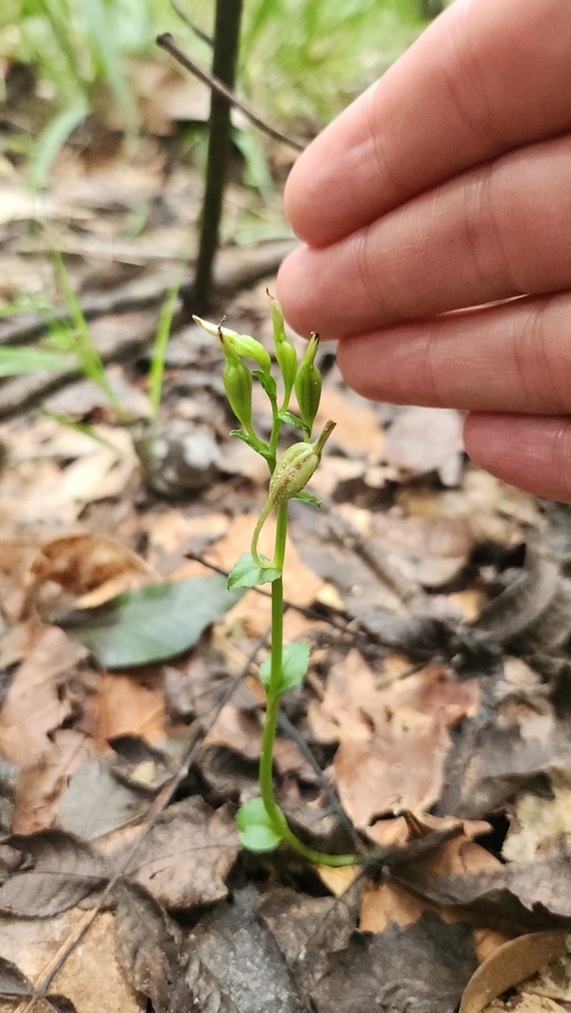 Yucatan Noddingcaps photo 3