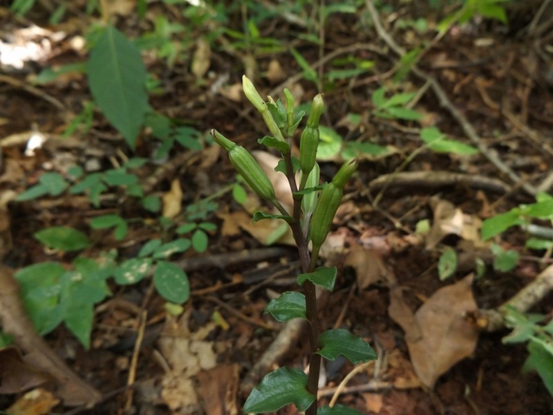 Yucatan Noddingcaps photo 4