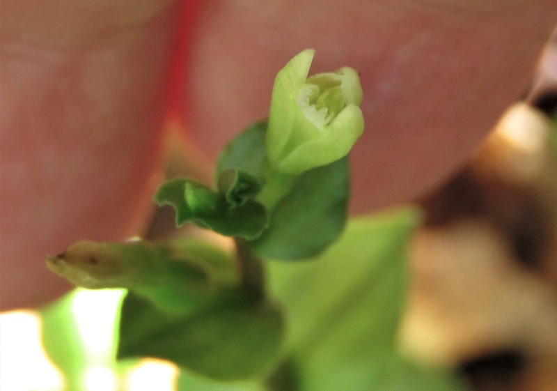 Yucatan Noddingcaps photo 5