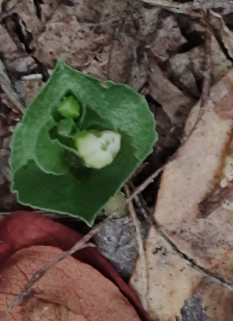 Yucatan Noddingcaps photo 8