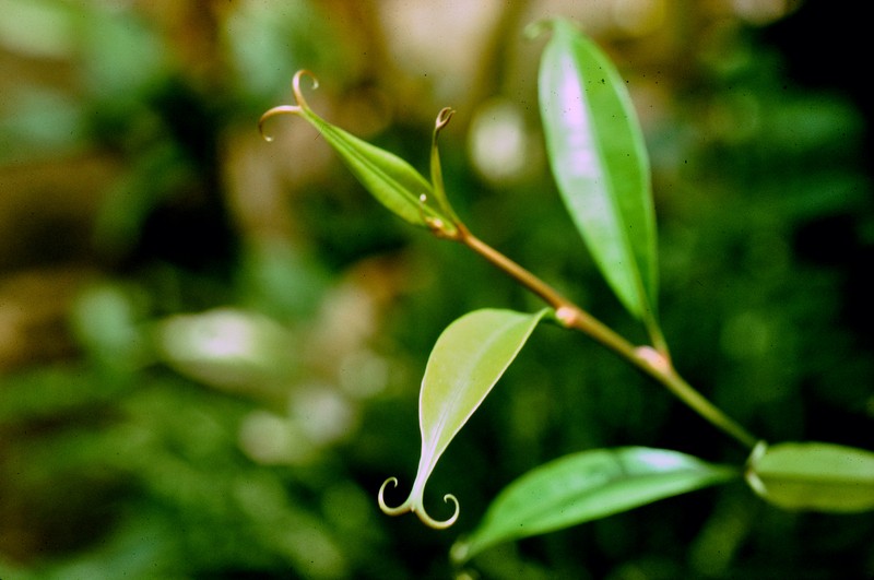 Triphyophyllum peltatum