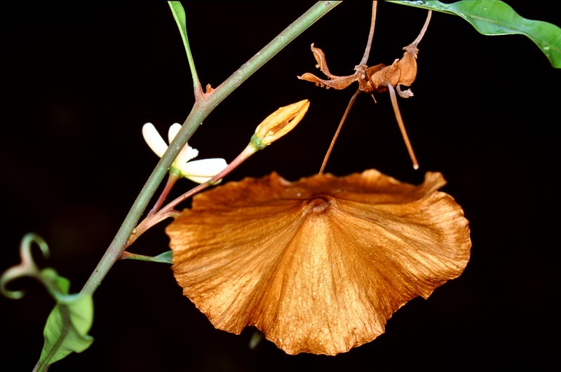 Triphyophyllum peltatum photo 2