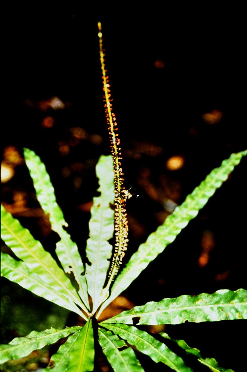 Triphyophyllum peltatum photo 3