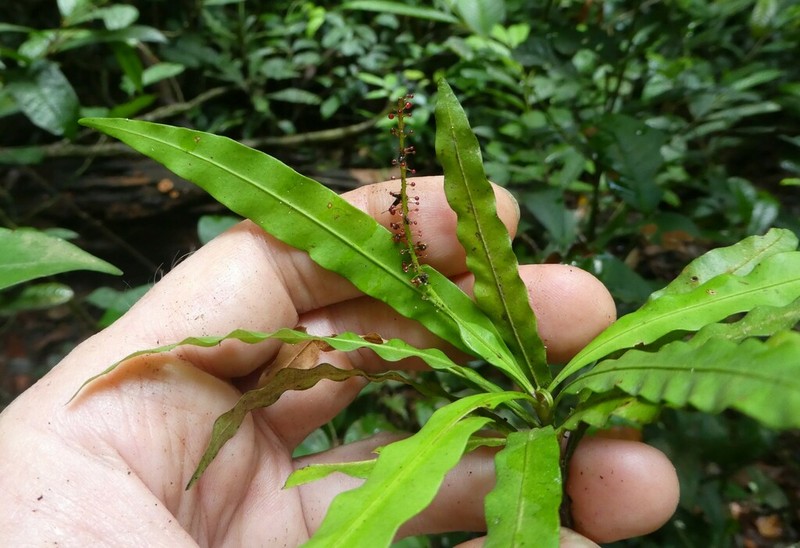 Triphyophyllum peltatum photo 5