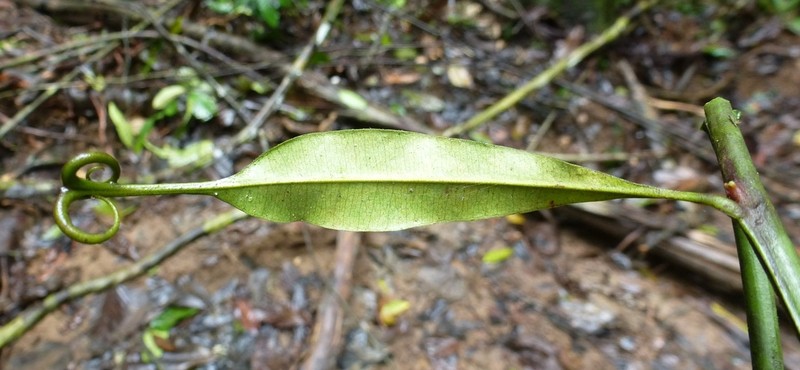 Triphyophyllum peltatum photo 6