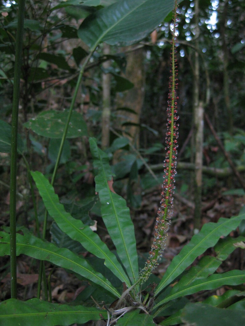 Triphyophyllum peltatum photo 7