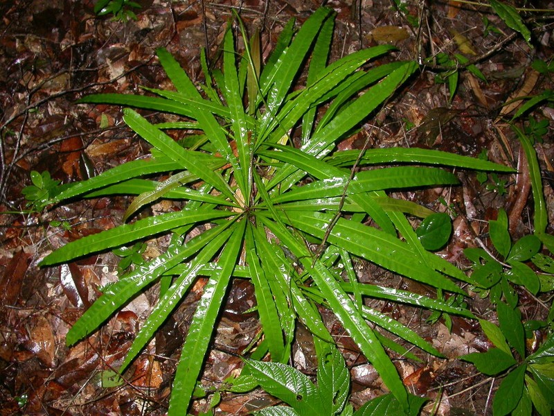 Triphyophyllum peltatum photo 8