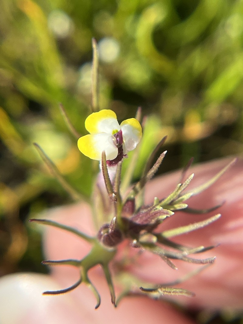 Triphysaria eriantha subsp. eriantha