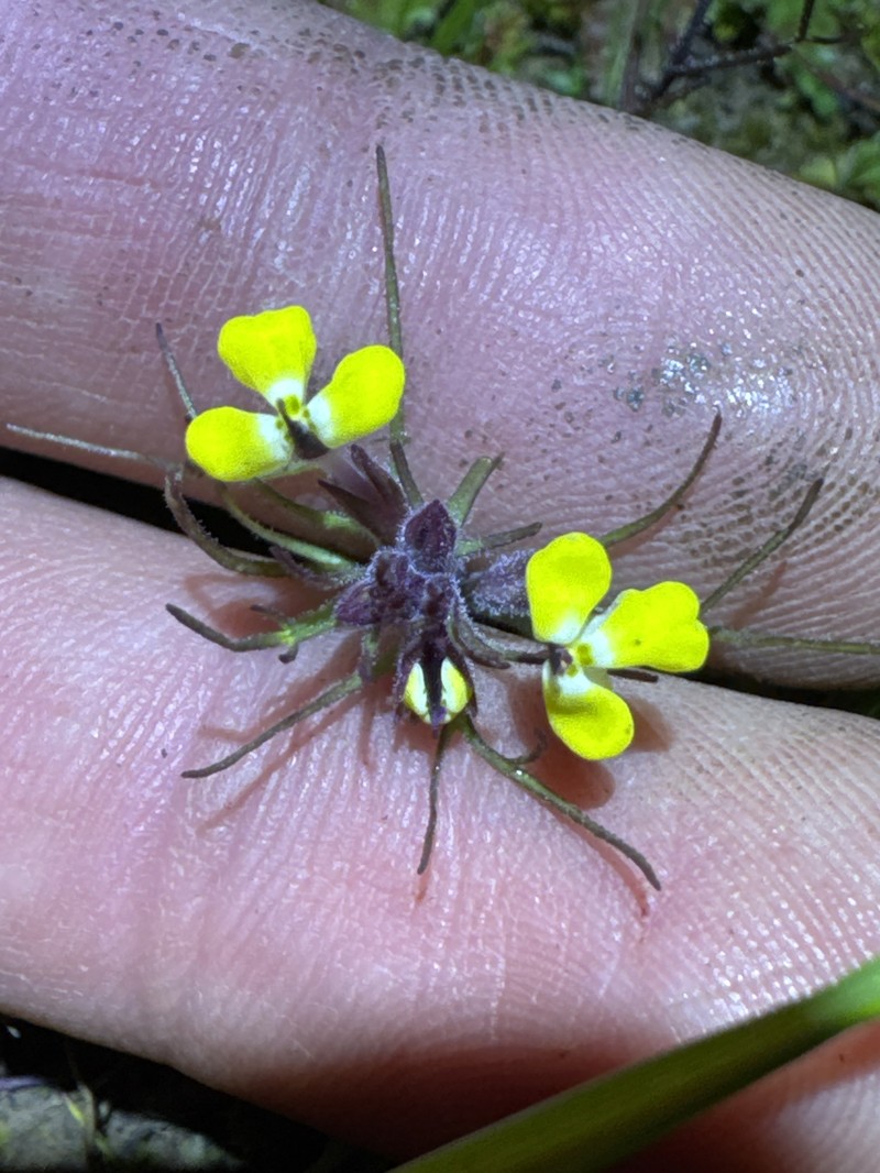 Triphysaria eriantha subsp. eriantha photo 2