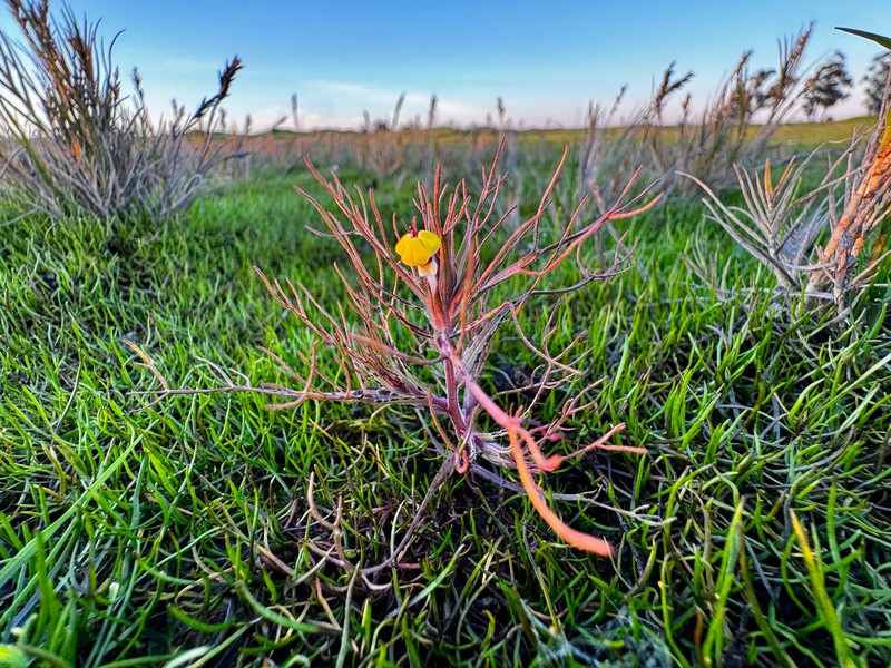 Triphysaria eriantha subsp. eriantha photo 3