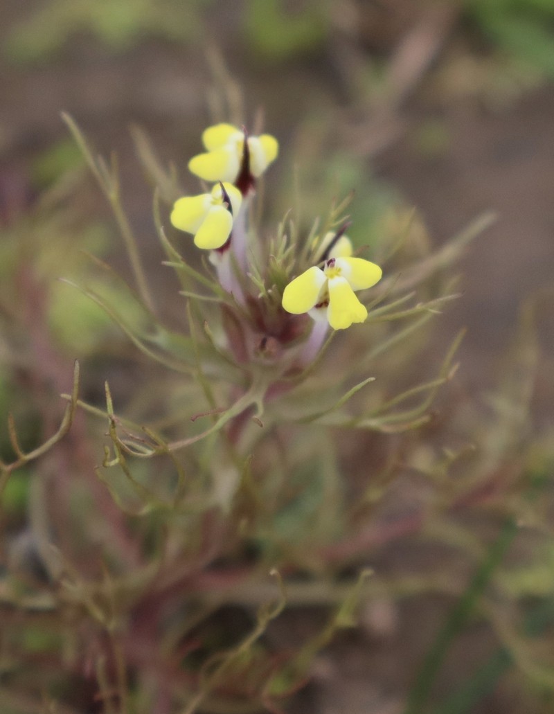 Triphysaria eriantha subsp. eriantha photo 4