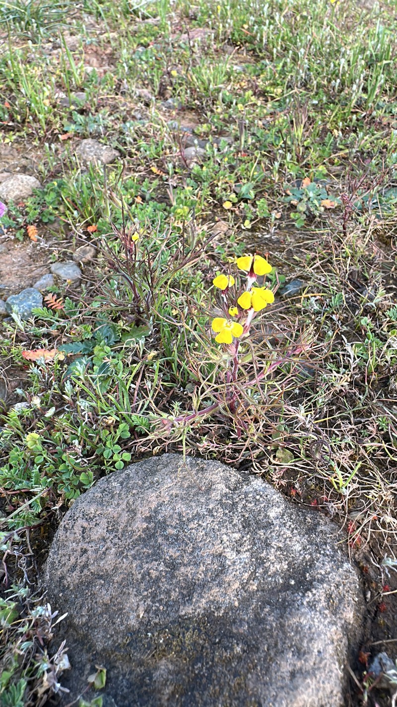 Triphysaria eriantha subsp. eriantha photo 5
