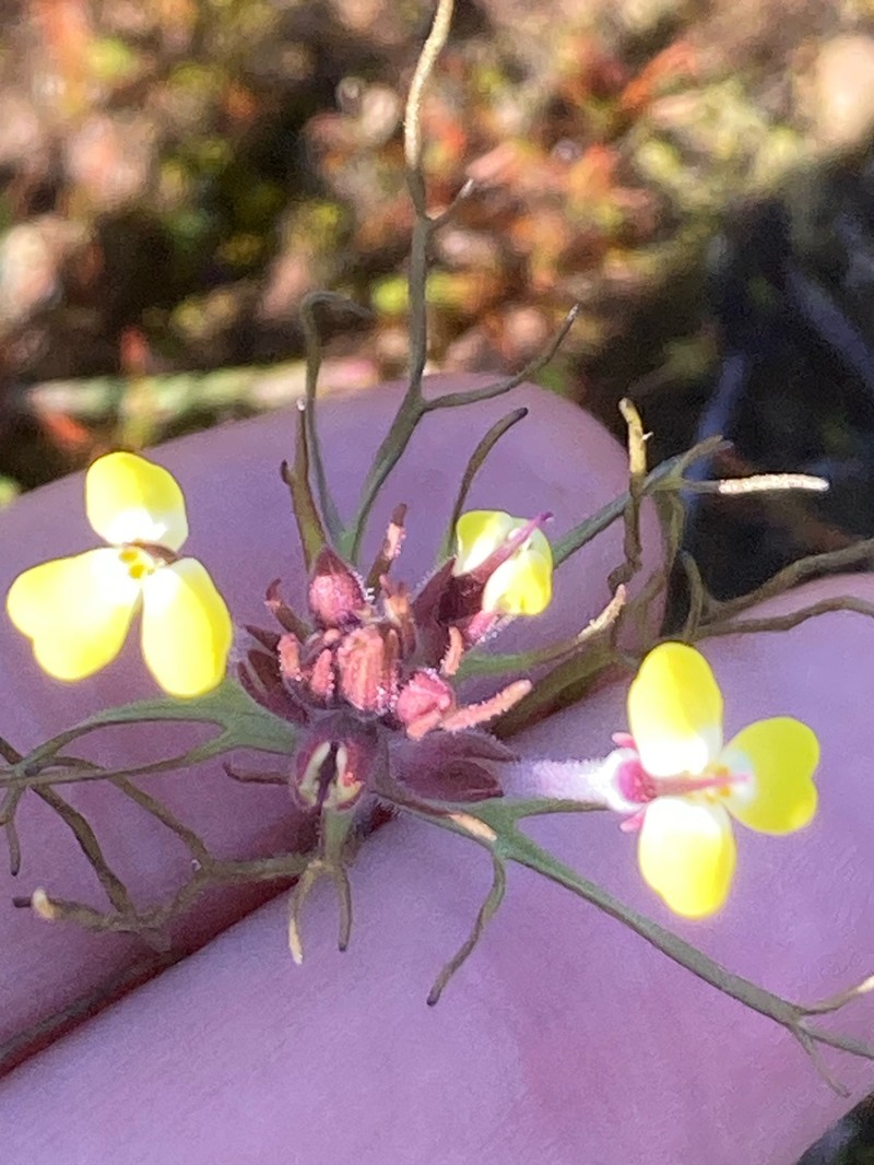 Triphysaria eriantha subsp. eriantha photo 6