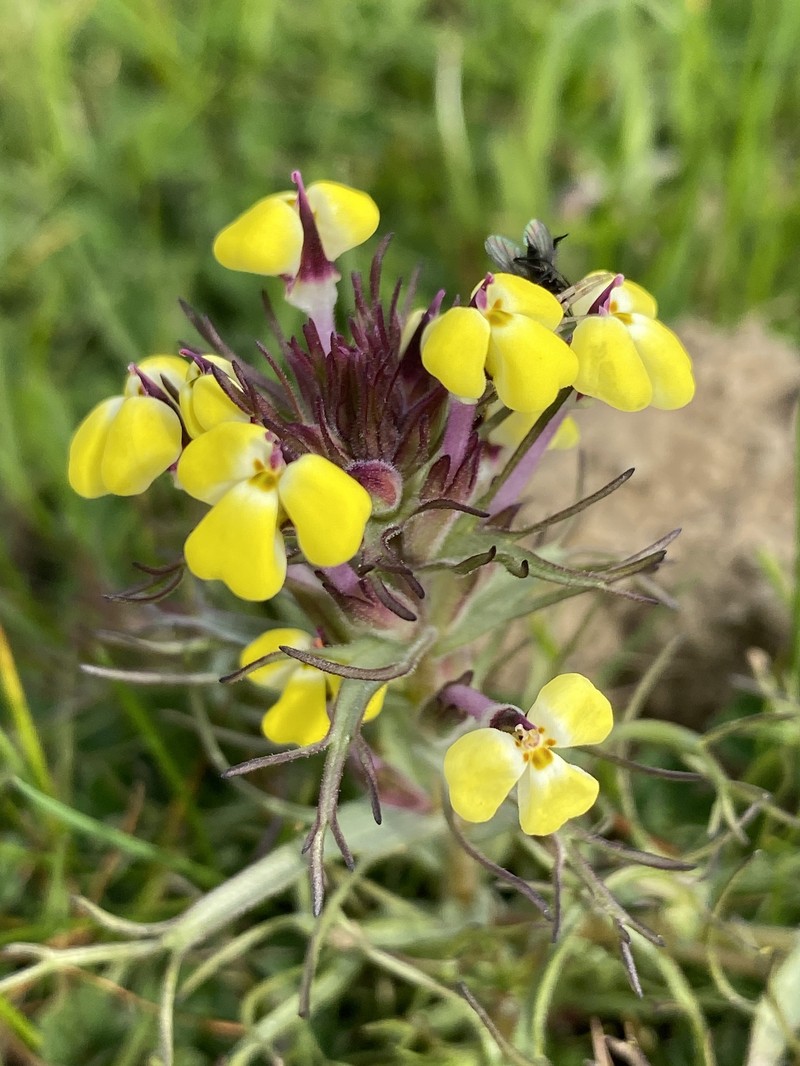 Triphysaria eriantha subsp. eriantha photo 7