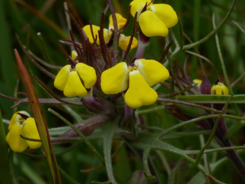 Triphysaria eriantha subsp. eriantha photo 8