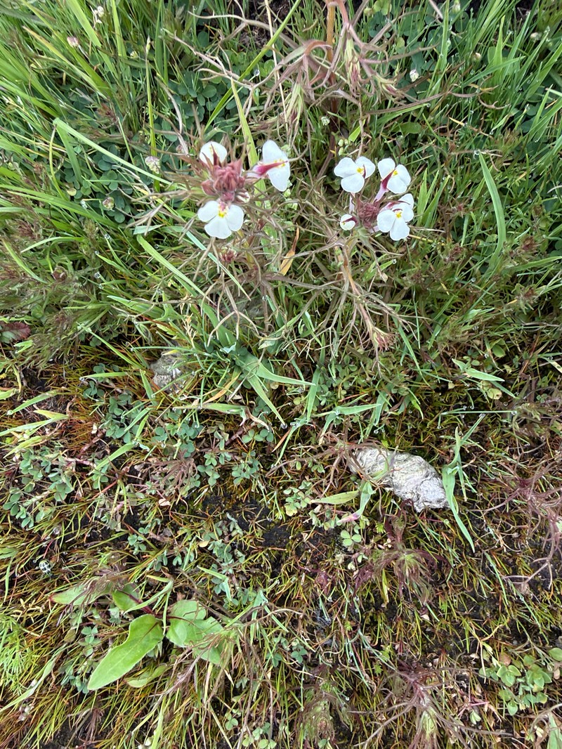 Triphysaria eriantha subsp. rosea